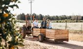 Glendale Citrus Hazelnut Orchard Tours, Sandigo in the Riverina